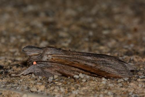 Cucullia sp.