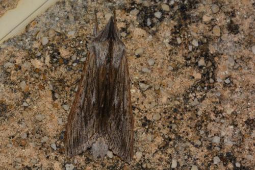Cucullia sp.