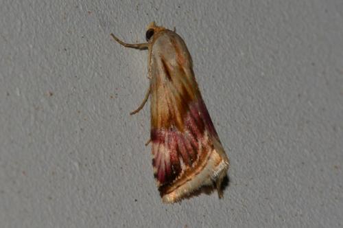 Réf. 159 660 : Eublemma ostrina