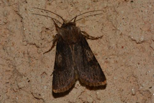 Réf. 159 059 : Agrotis puta