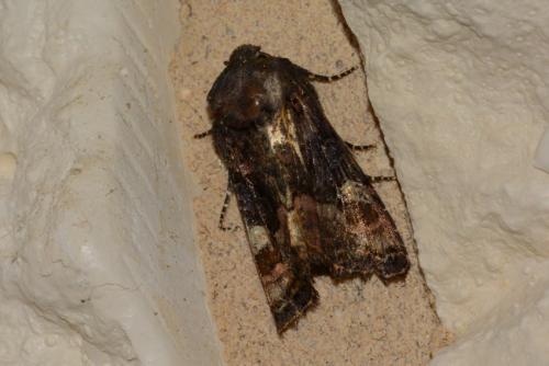 Réf. 159 119 : Euplexia lucipara
