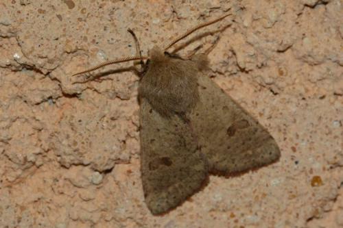 Réf. 159 103 : Orthosia cruda