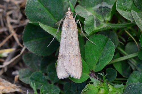 Nomophila noctuella