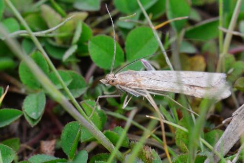 Nomophila noctuella