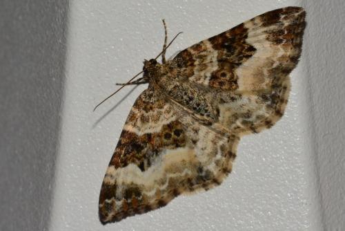 Epirrhoe alternata