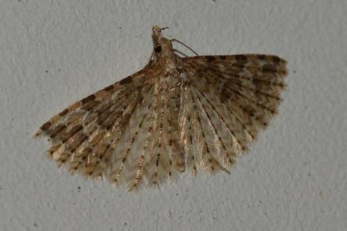 Alucita sp.