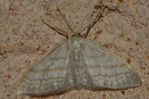Réf. 159 325 : Idaea subsericeata