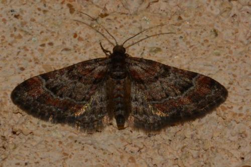 Gymnoscelis rufifasciata