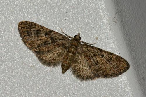 Réf. 159 378 : Eupithecia dodoneata