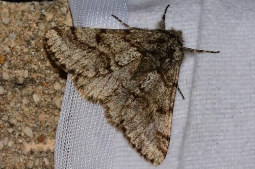 Lycia hirtaria