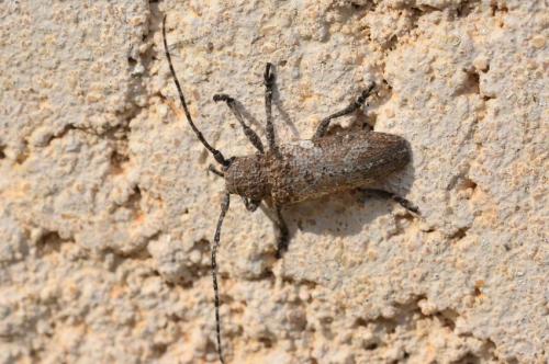 Niphona picticornis