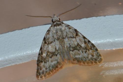 Réf. 159 399 : Nola cicatricalis