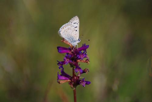 Lycaena editha editha