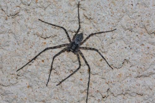 Philodromus sp.