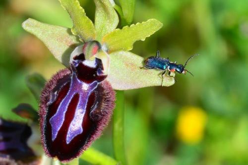 Malachius bipustulatus