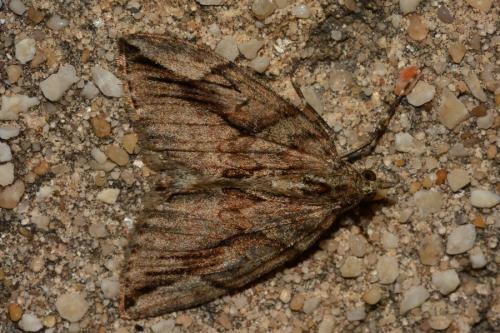Réf. 159 350 : Thera cupressata