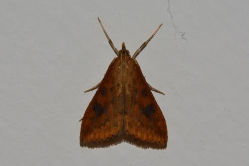 Réf. 159 110 : Udea ferrugalis