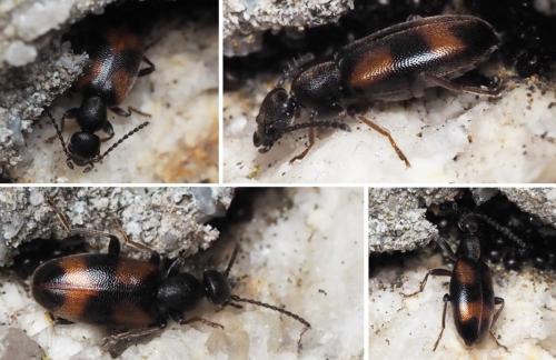 Réf. 159 961 : Anthicus laeviceps