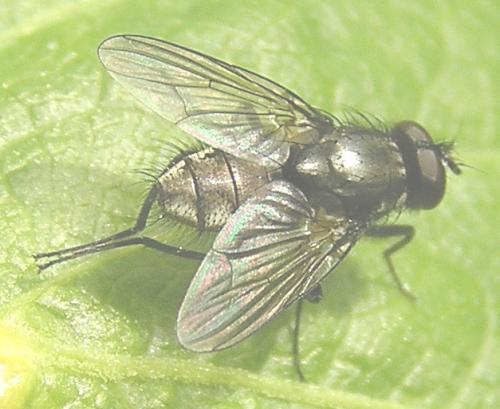Azeliinae