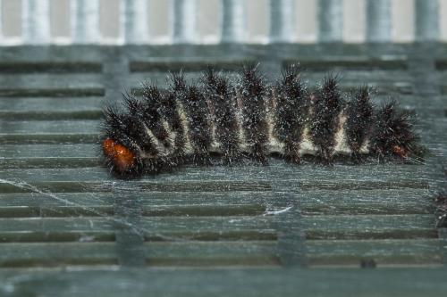 Melitaea cinxia
