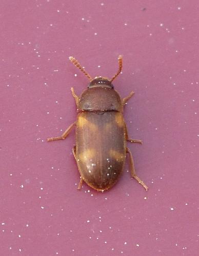 Mycetophagus quadriguttatus