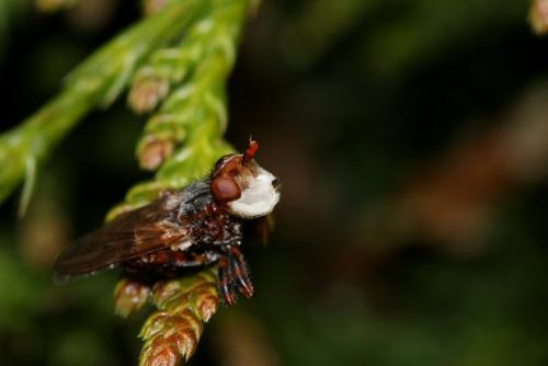 Myopa testacea