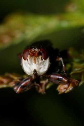 Myopa testacea