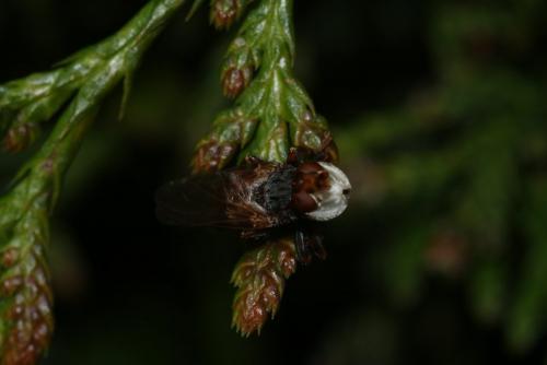 Myopa testacea