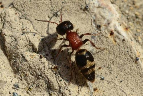 Myrmilla sp.
