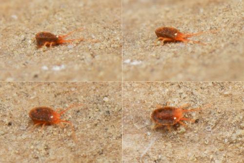 Réf. 159 026 : Bryobiinae inconnu