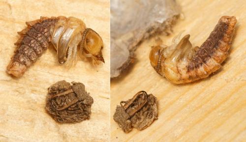 Réf. 159 032 : Libelloides coccajus