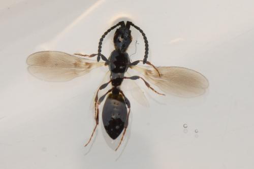 Coptera sp.