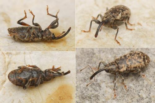 Réf. 159 154 : Dorytomus sp.