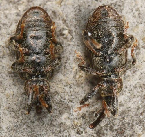 Réf. 159 272 : Dorytomus sp.