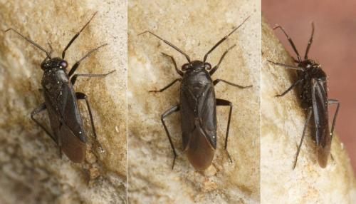 Pachytomella passerinii