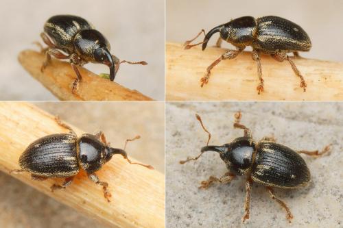 Pachytychius hordei grandicollis