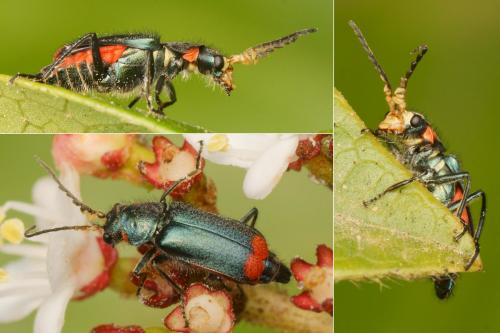 Malachius sp.