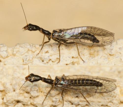 Subilla confinis