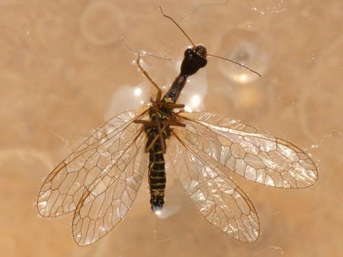 Réf. 159 929 : Subilla confinis