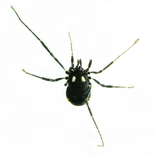 Nemastoma lugubre