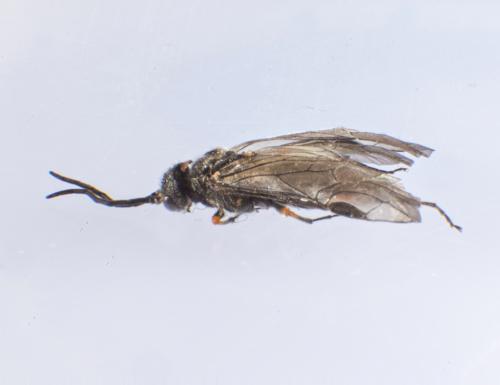 Réf. 159 743 : Dolerus (gonager-puncticollis)