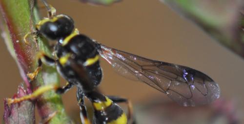 Réf. 159 653 : Gorytes laticinctus