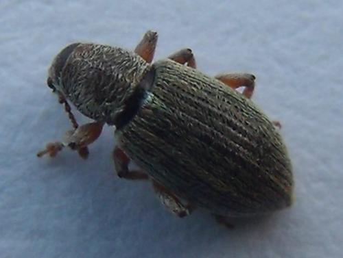 Réf. 159 640 : Polydrusus marginatus