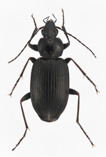Réf. 159 135 : Agonum lugens