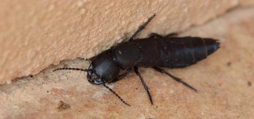 Ocypus olens
