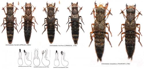 Ontholestes divers