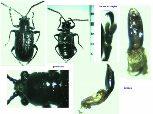 Oulema gallaeciana