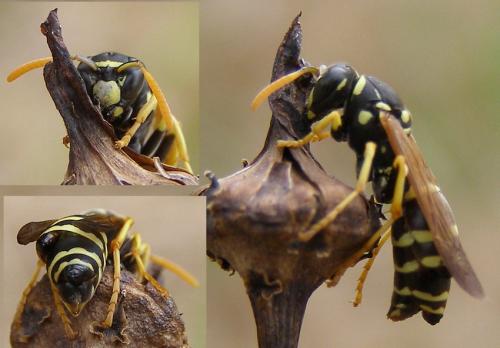 Réf. 159 540 : Polistes gallicus