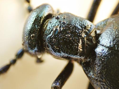 Réf. 159 302 : Meloe violaceus