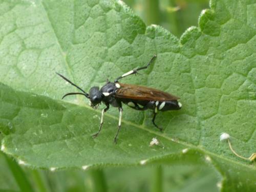 Réf. 159 414 : Macrophya duodecimpunctata